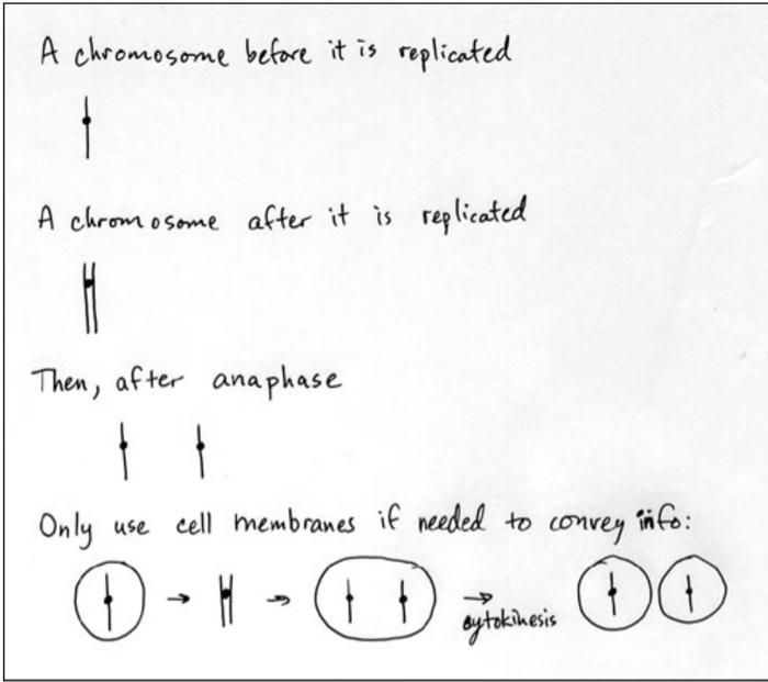 DRAW CHROMOSOMES AS SHOWN IN THE PICTUREThe mosquito