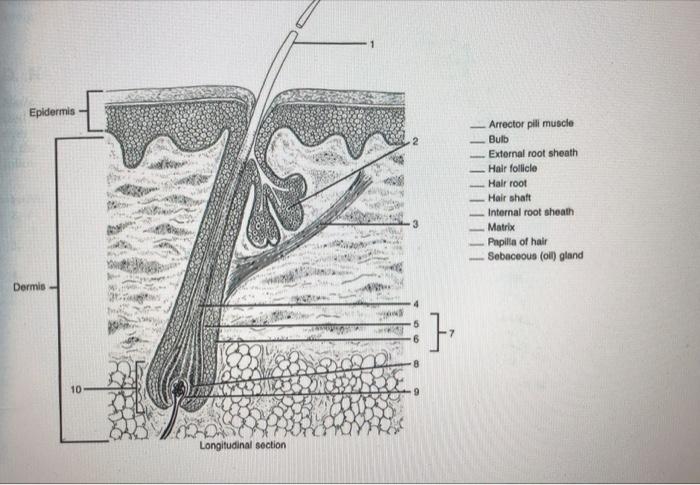 Solved Epidermis Arrector pili muscle Bulb External root | Chegg.com