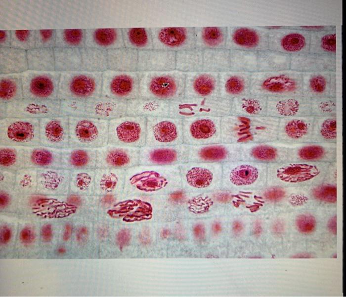 Solved Examine the pictures of prepared slides of Allium sp Chegg com