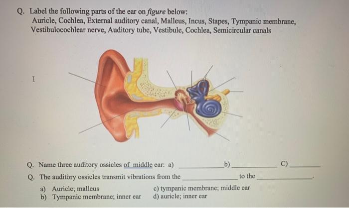Malleus, incus and stapes make up the ossicles in ear