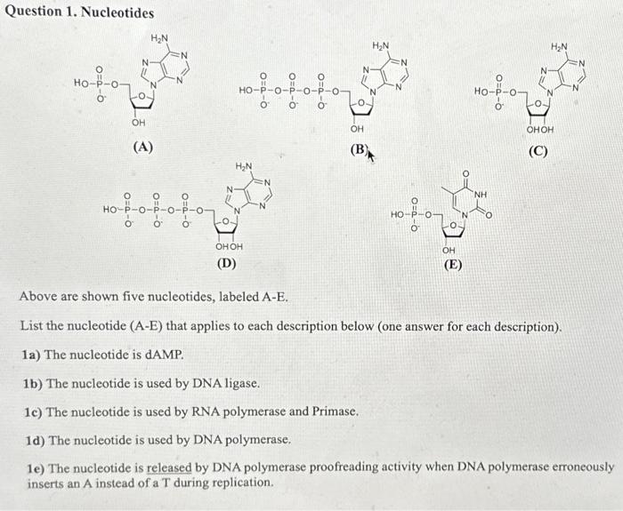 Solved Question 1. Nucleotides Above are shown five | Chegg.com