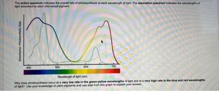 Solved The action spectrum indicates the overall rate of | Chegg.com