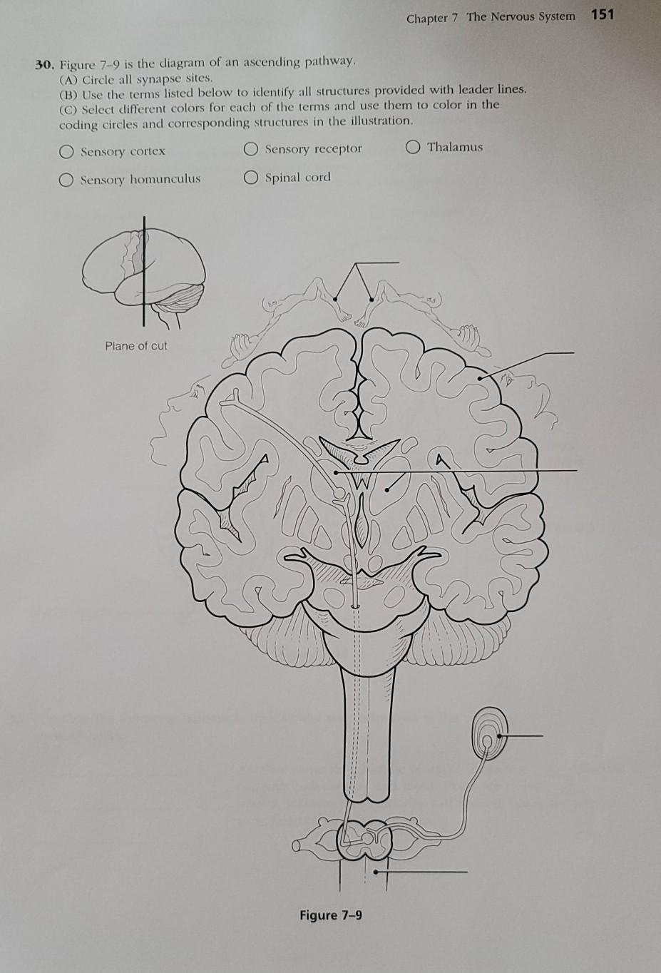 Solved Chapter 7 The Nervous System 151 30. Figure 7-9 is | Chegg.com