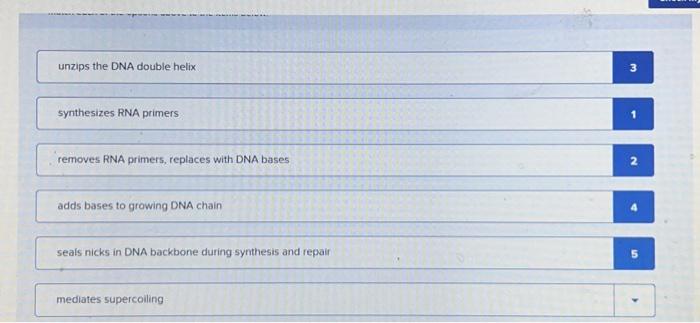 Solved Test your knowledge of how DNA replication works by | Chegg.com