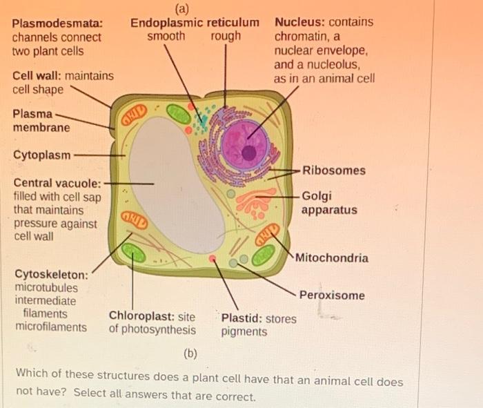 Solved Nucleus Cytoskeleton Nuclear envelope: Microtubules: | Chegg.com