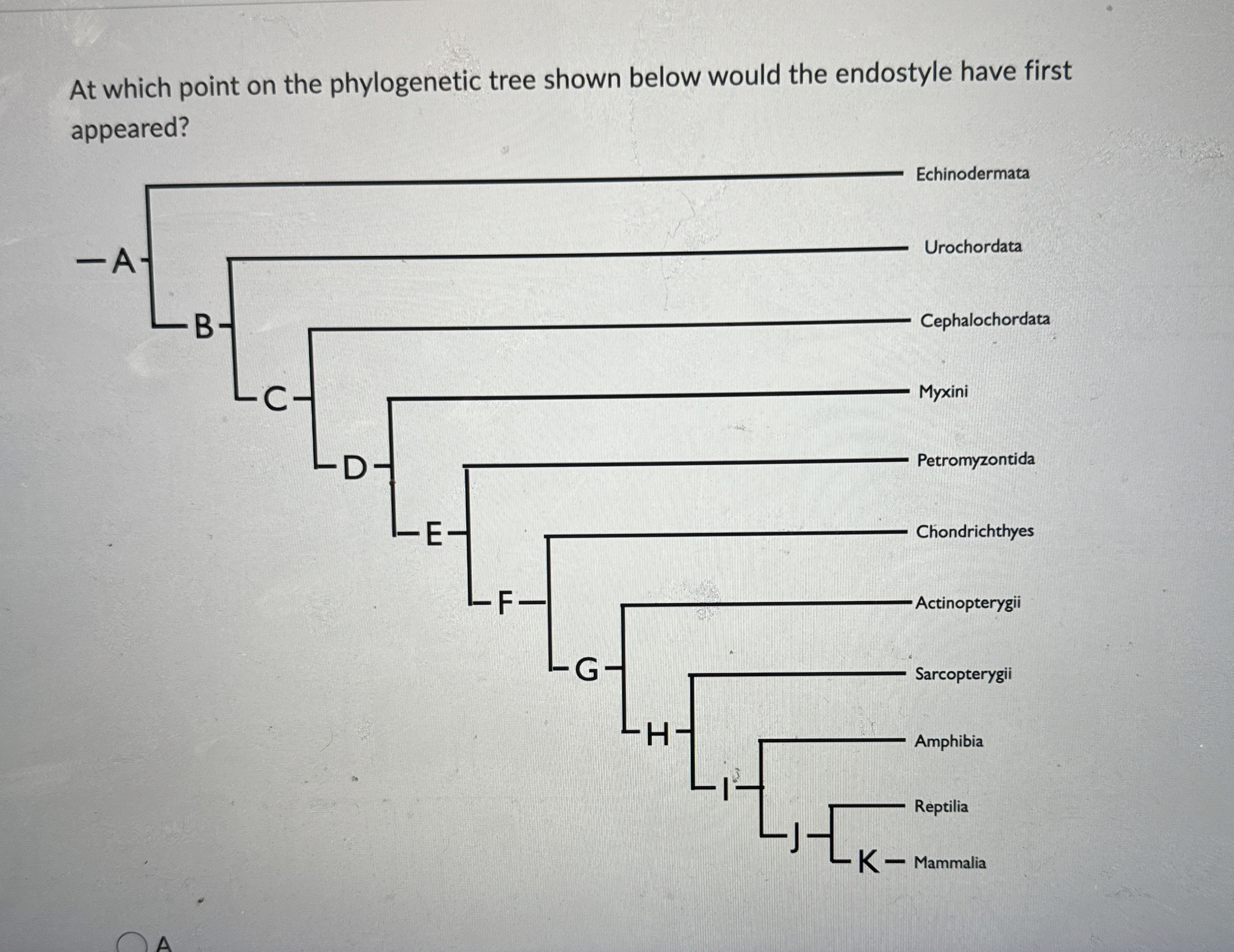 Solved At which point on the phylogenetic tree shown below | Chegg.com