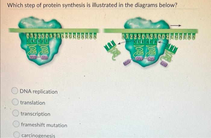 Solved Which step of protein synthesis is illustrated in the | Chegg.com