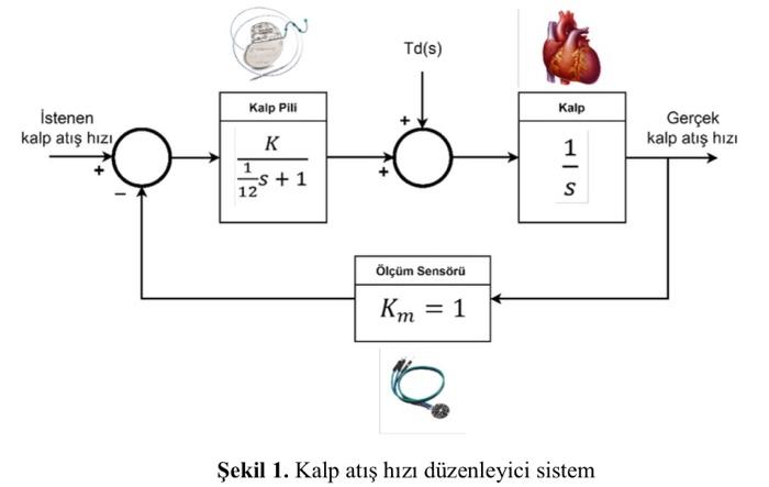 Solved Electronic pacemakers for human hearts regulate the | Chegg.com