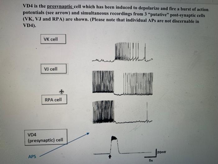 Solved which cell(s) does VD4 exert an inhibitory,excitatory | Chegg.com