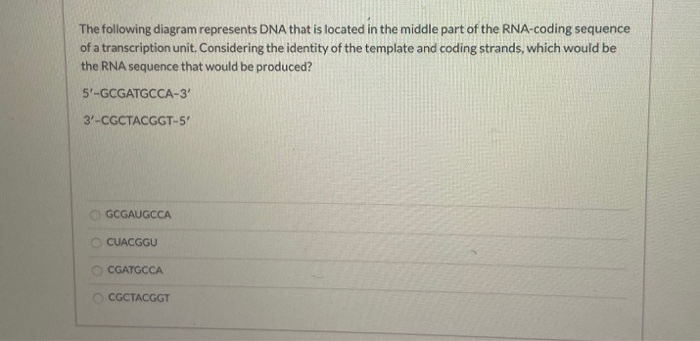 Solved The following diagram represents DNA that is located | Chegg.com