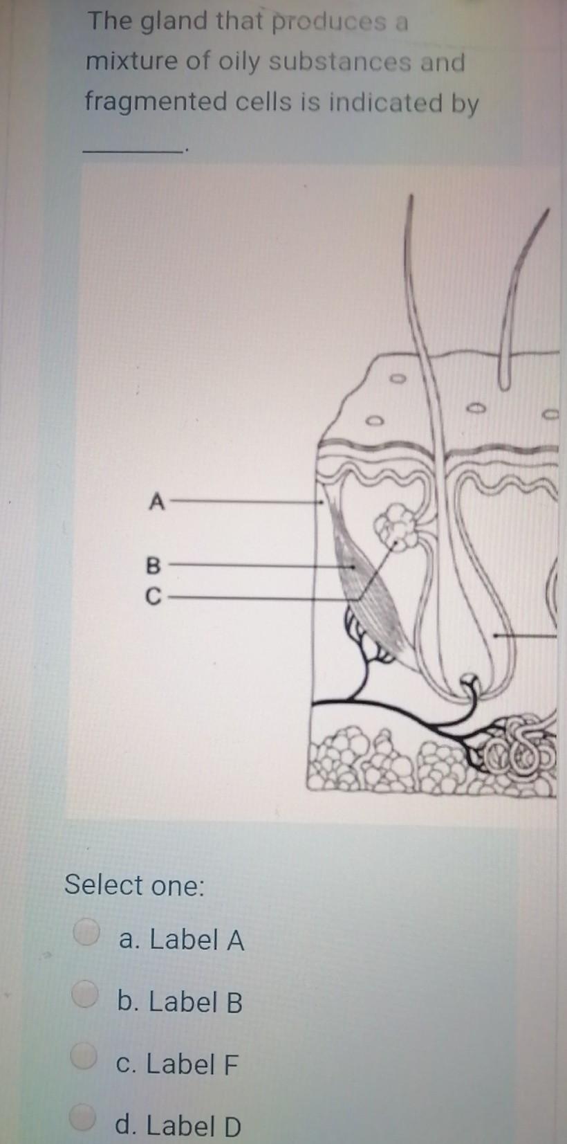 Solved The gland that produces a mixture of oily substances | Chegg.com