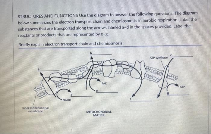 Solved STRUCTURES AND FUNCTIONS Use the diagram to answer | Chegg.com