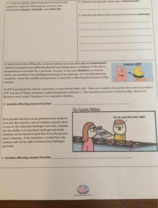 Solved 2. Errymes are typically which type of biomolecule!