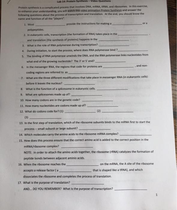 Solved Lab 14: Protein Synthesis - Video Questions Protein | Chegg.com