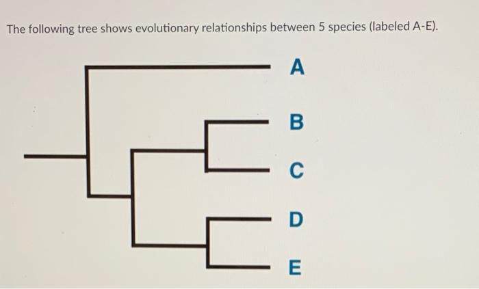Solved The following tree shows evolutionary relationships | Chegg.com