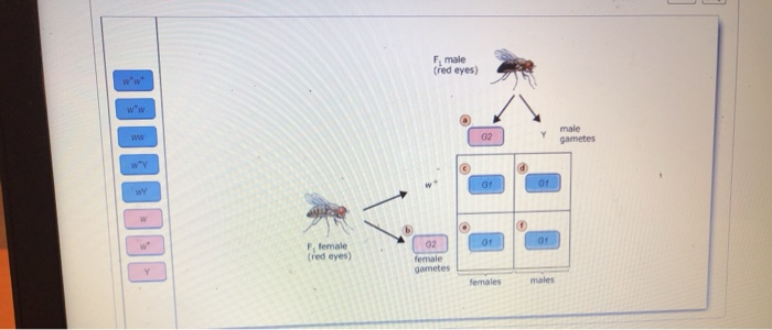 part a experimental technique reciprocal crosses