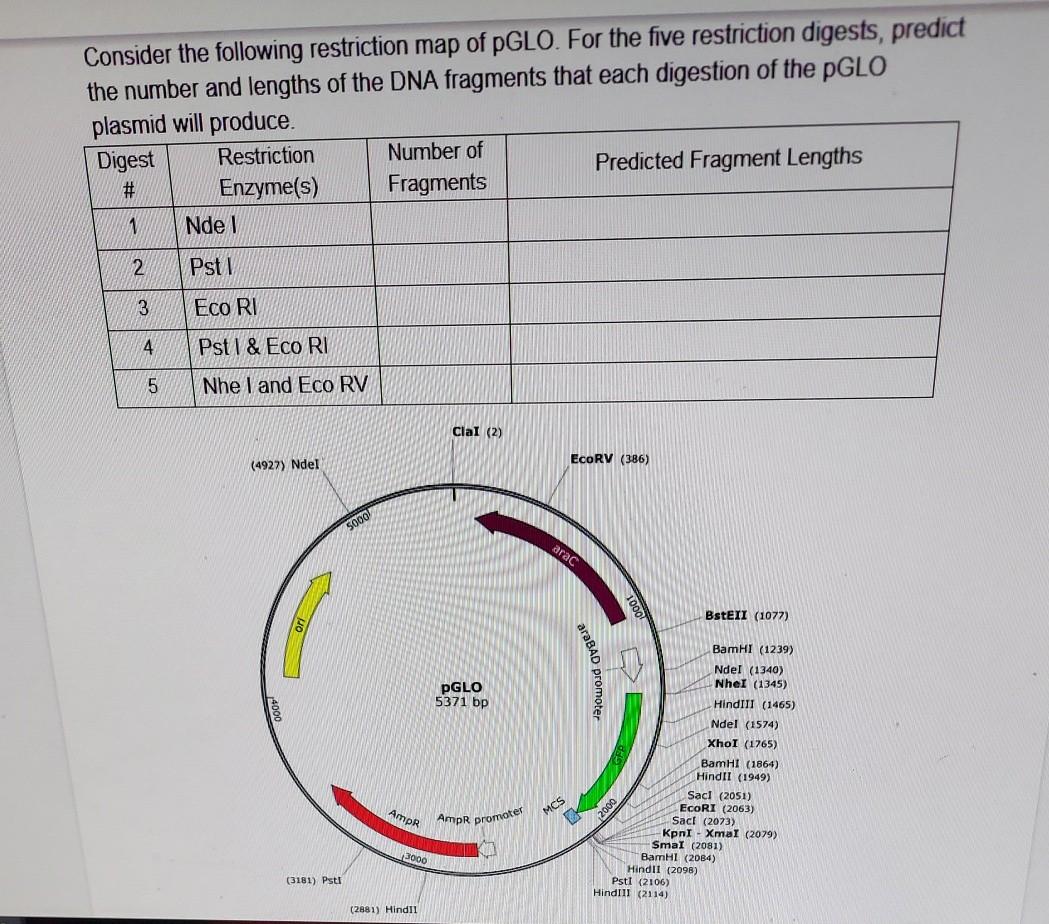 Solved Consider the following restriction map of PGLO. For