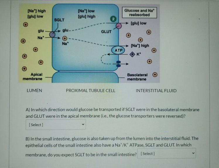 Solved [Na] high [glu) low [Na] low [glu) high Glucose and | Chegg.com