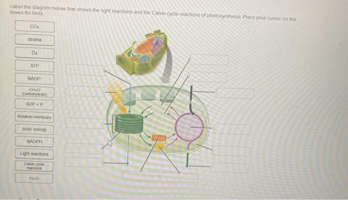 photosynthesis light reaction cyclic