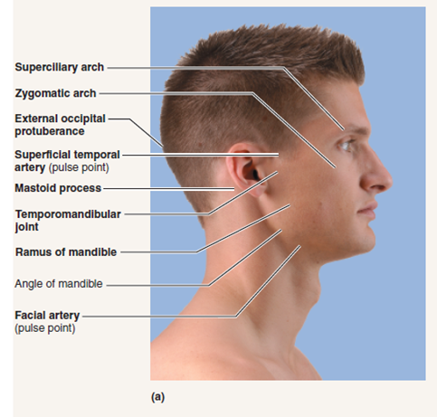 Palpating Landmarks Of The Headthe Head (figure 46.1 An 