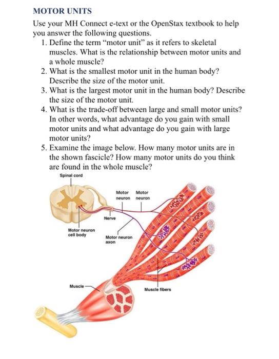 solved-a-motor-unit-comprises-a-single-motor-neuron-and-the-chegg