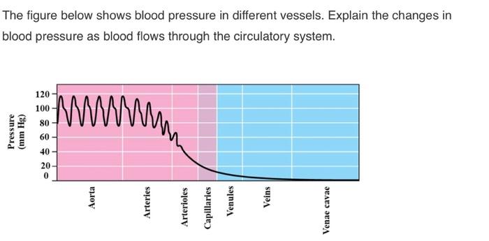 Solved The Figure Below Shows Blood Pressure In Different Chegg Com