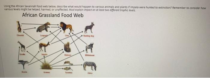 grassland food web