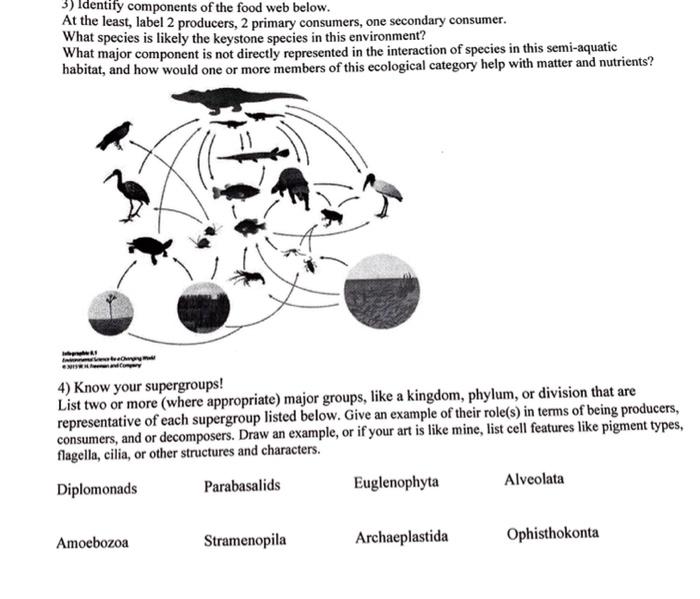 Solved 3) Identify Components Of The Food Web Below. At The | Chegg.com