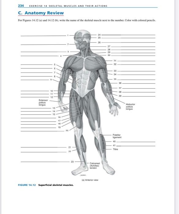 Solved 234 EXERCISE 14 SKELETAL MUSCLES AND THEIR ACTIONS C. | Chegg.com