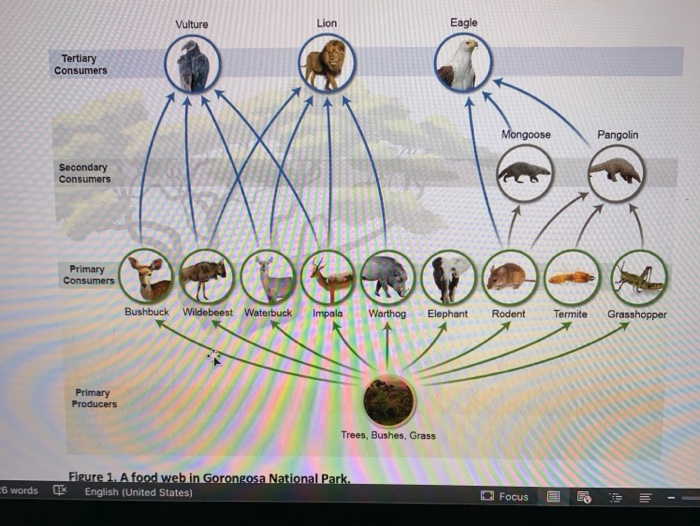 Solved Vulture Lion Eagle Tertiary Consumers Mongoose | Chegg.com