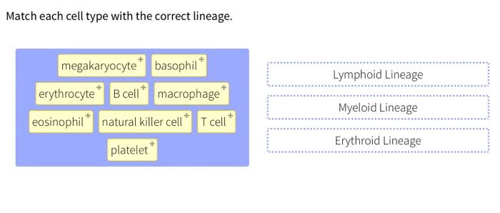[solved] Match Each Cell Type With The Correct Lineage