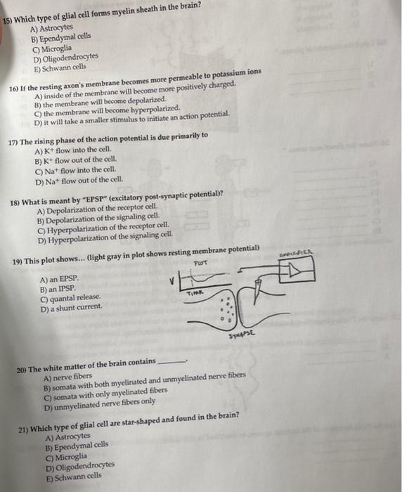Solved 15) Which type of glial cell forms myelin sheath in | Chegg.com