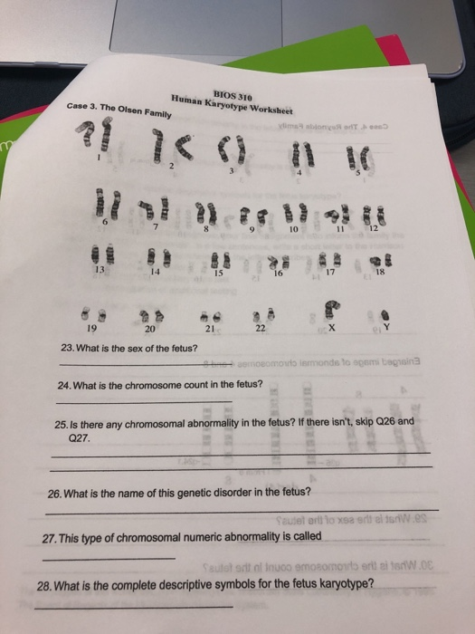 biology karyotype worksheet answers