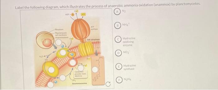 Label the following diagram, which illustrates the | Chegg.com