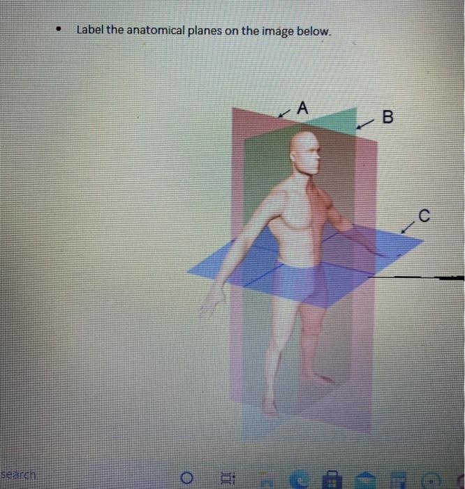 Solved . Label the anatomical planes on the image below. A B | Chegg.com