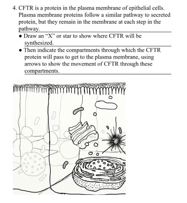 4. CFTR is a protein in the plasma membrane of epithelial cells. Plasma membrane proteins follow a similar pathway to secrete