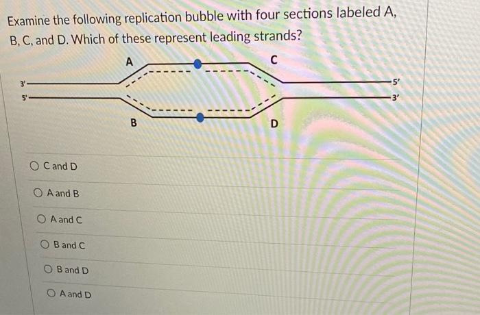 Solved Examine the following replication bubble with four | Chegg.com