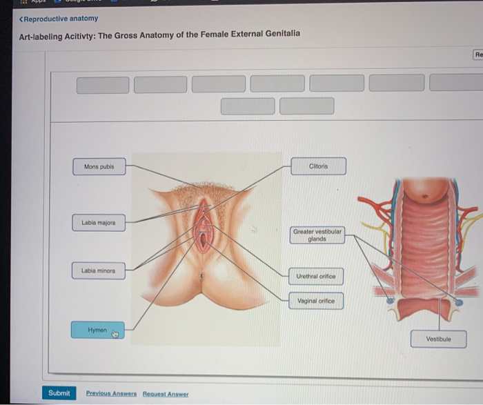 female external anatomy