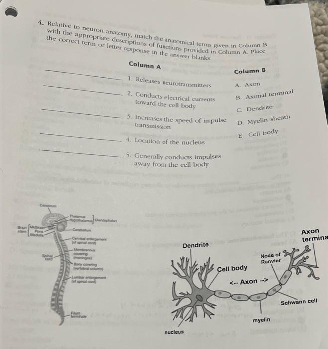 4. Relative to neuron anatomy, match the anatomical terms given in column B with the appropriate descriptions of functions pr