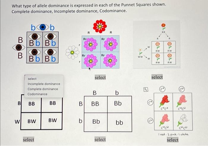 incomplete dominance punnett square