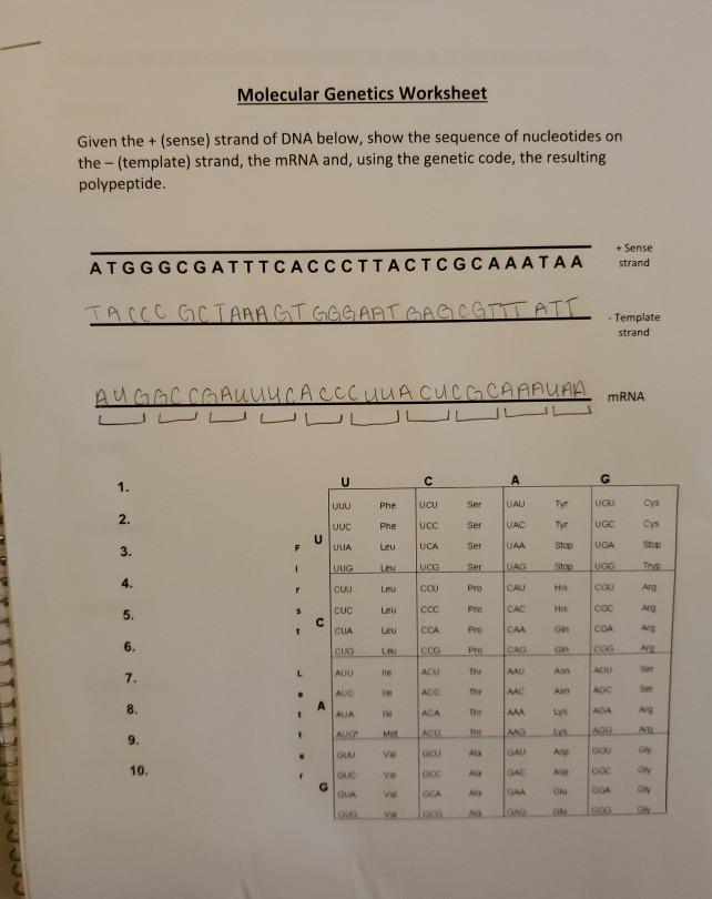 Solved Molecular Genetics Worksheet Given the + (sense) | Chegg.com