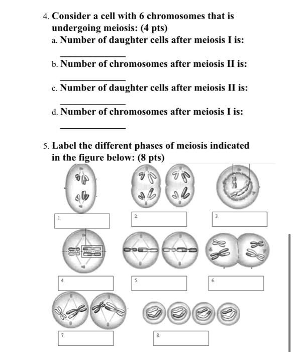 Solved 4. Consider a cell with 6 chromosomes that is | Chegg.com