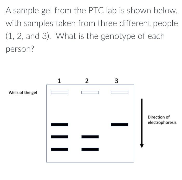 A sample gel from the PTC lab is shown below, with samples taken from three different people \( (1,2 \) and 3\( ) \). What is
