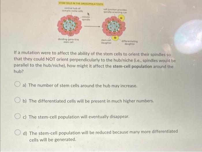 Solved If a mutation were to affect the ability of the stem | Chegg.com
