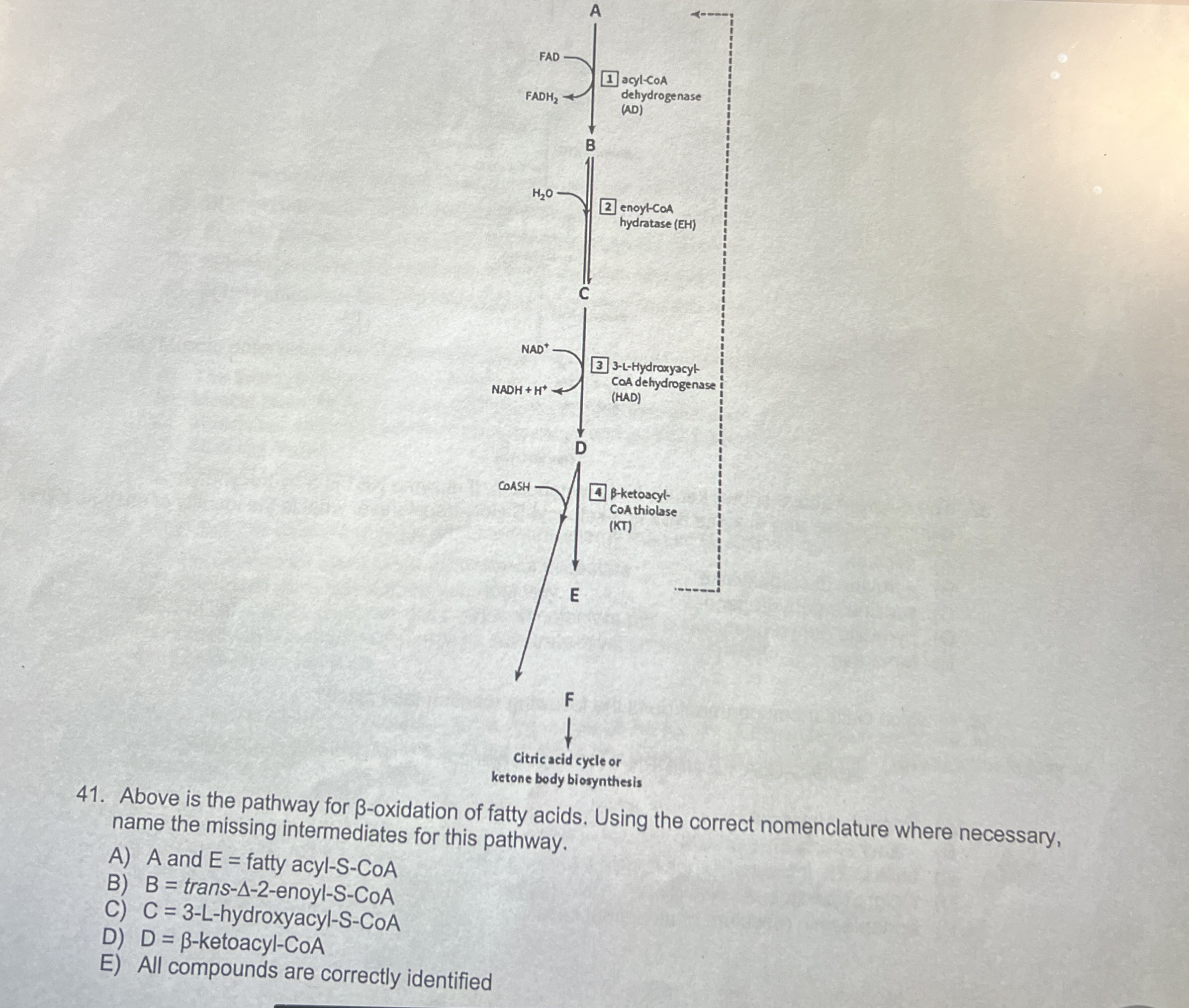 Solved Above is the pathway for β-oxidation of fatty acids. | Chegg.com
