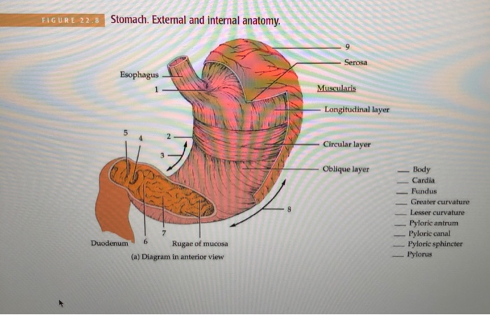 stomach anatomy antrum