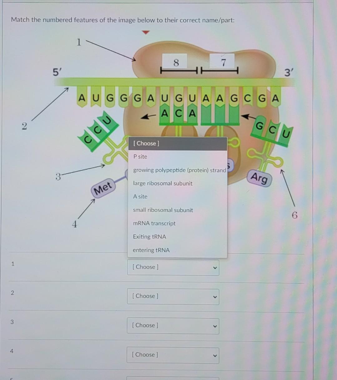 solved-match-the-numbered-features-of-the-image-below-to-chegg