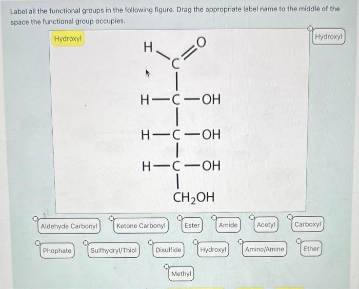 Solved Label all the functional groups in the following | Chegg.com