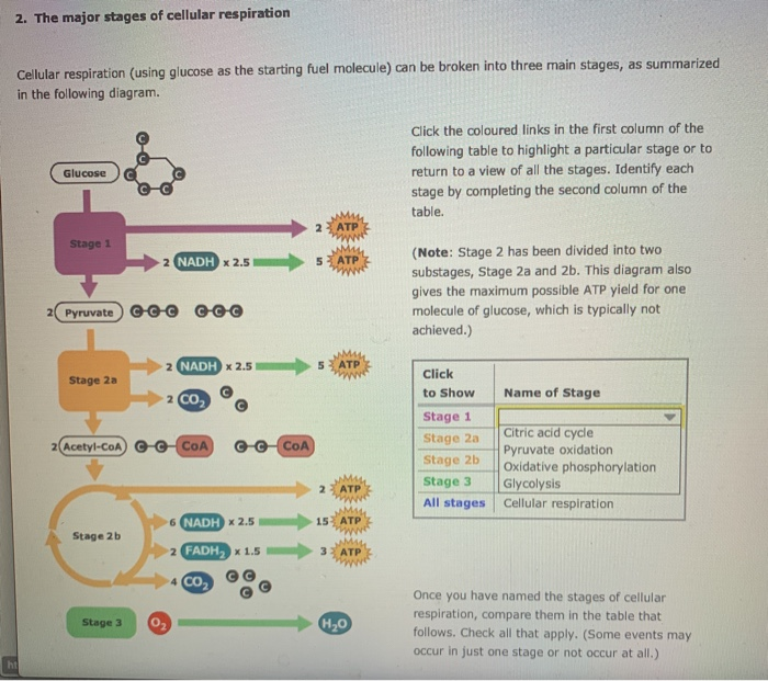 solved-2-the-major-stages-of-cellular-respiration-cellular-chegg