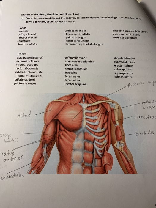 Muscle Chest Anatomy Anatomy Drawing Diagram